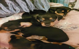 Mixed Breed dogs for sale: Dachyjacks - Image 3