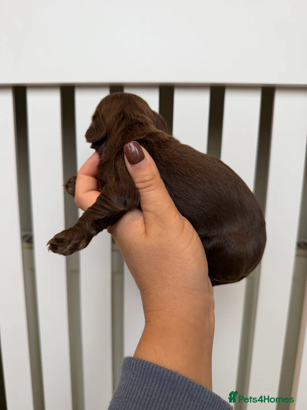 Cocker Spaniel dogs for sale: chocolate working cocker spaniel puppies  - Advert 8