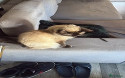 Ragdoll cats for sale: Pure ragdoll kitten coming with all essentials  - Image 3