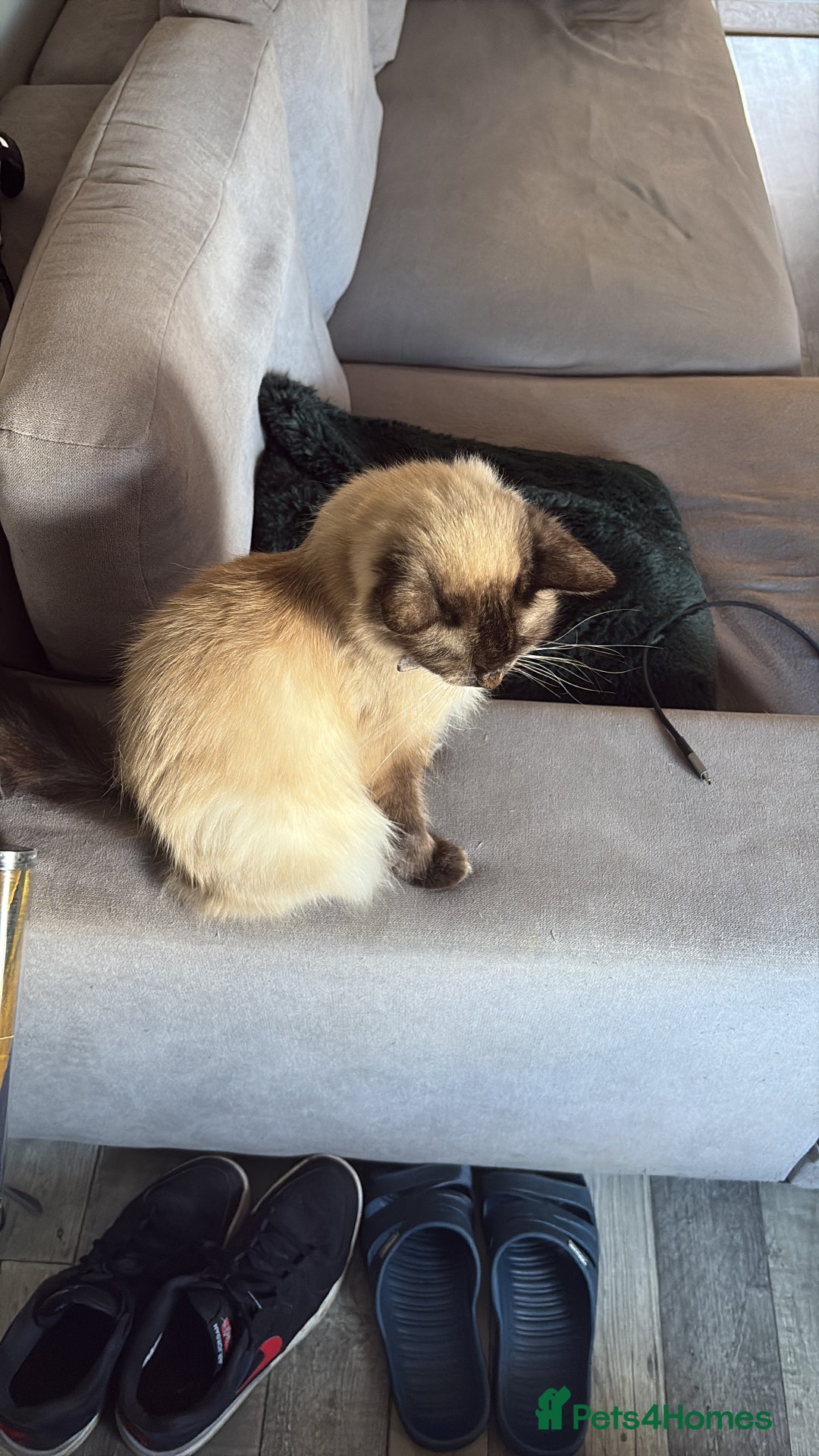 Ragdoll cats for sale: Pure ragdoll kitten coming with all essentials  - Image 3