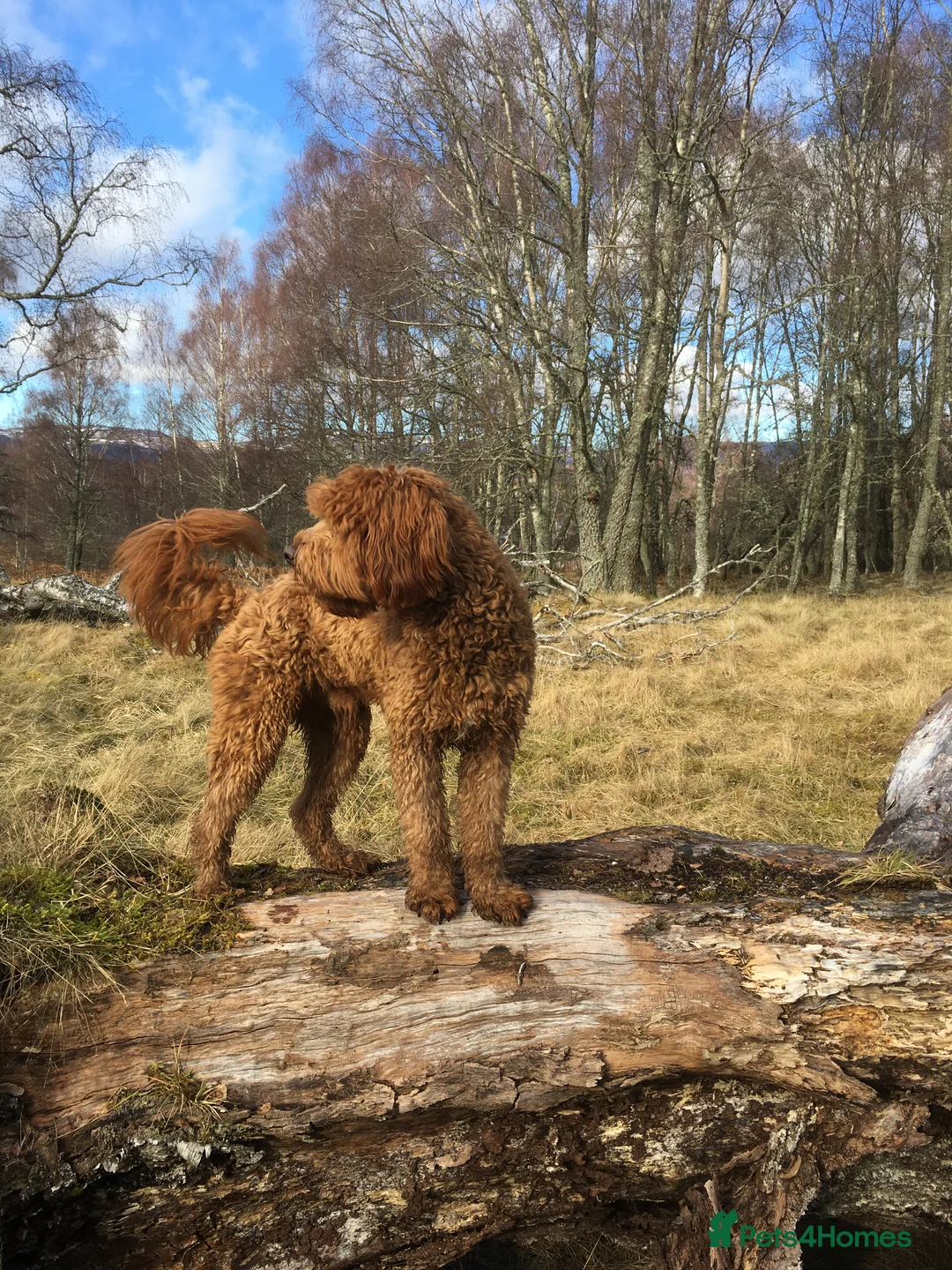 Labradoodle dogs for stud: Australian Labradoodle Stud  in Newtonmore - Advert 2