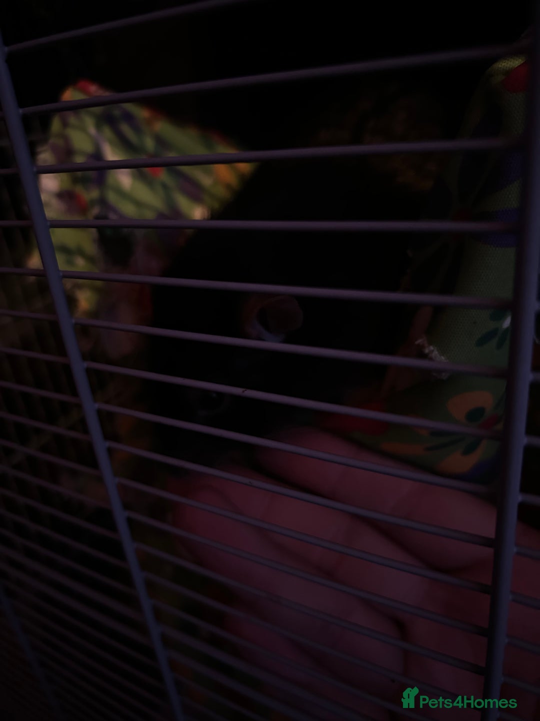 Rat rodents for sale: 5 x Friendly Male Rats - Advert 7