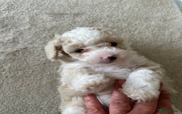 Poochon dogs for sale: F1 poochon puppies   - Image 12