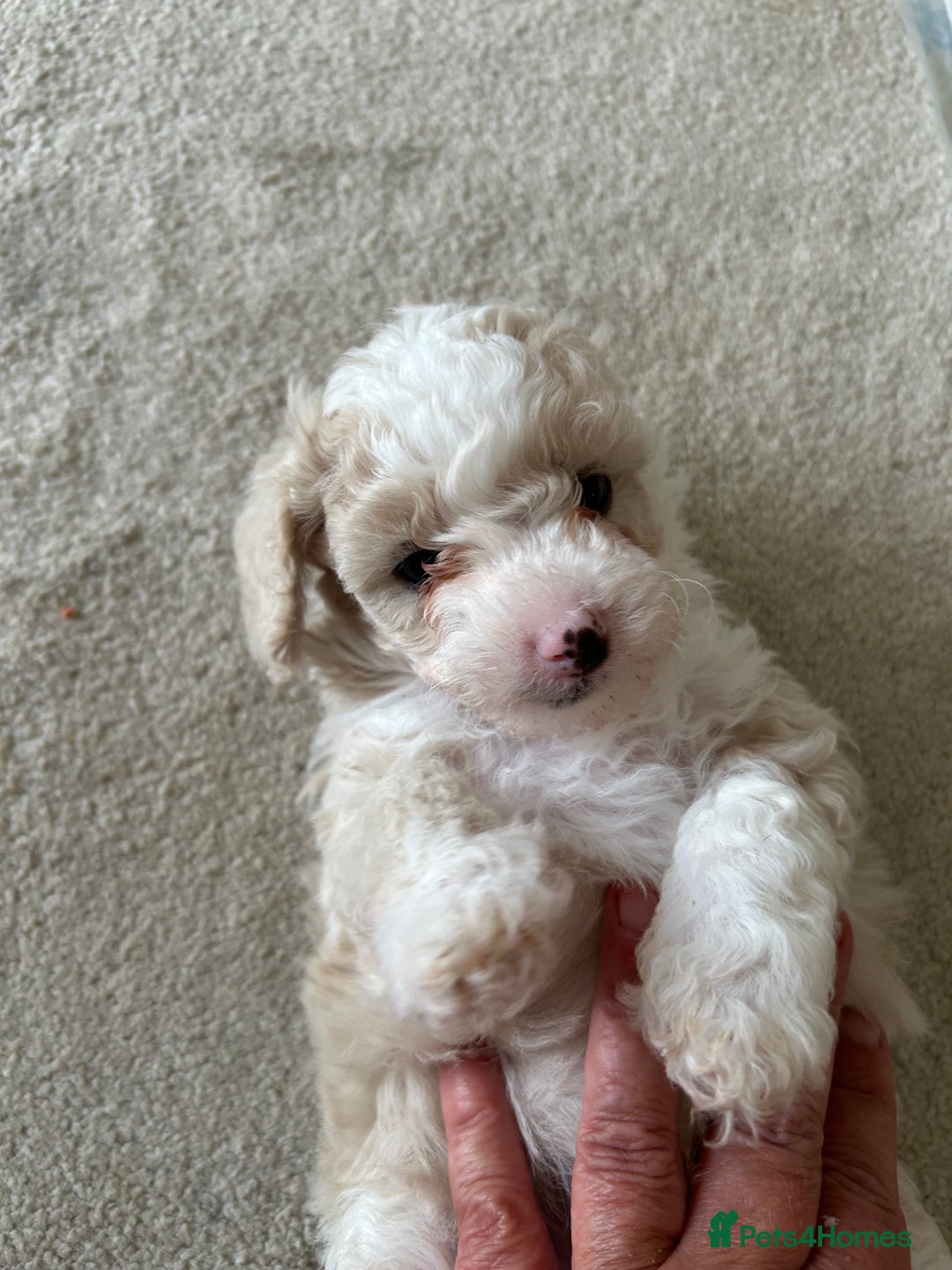 Poochon dogs for sale: F1 poochon puppies   - Image 12
