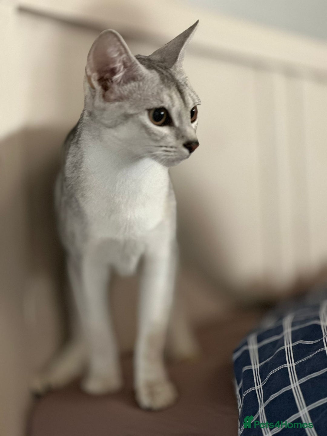 Abyssinian cats for sale: Pedigree Silver Abyssinian kittens left 1 female - Image 22