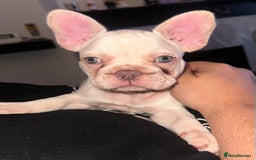 French Bulldog dogs for sale: KC registered French Bulldog puppies. READY 31/8 - Image 32