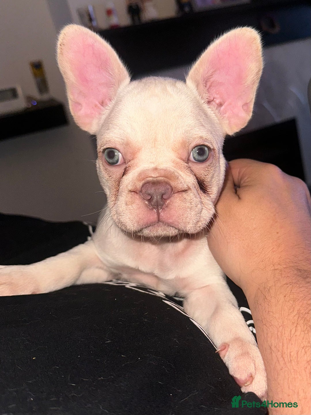 French Bulldog dogs for sale: KC registered French Bulldog puppies. READY 31/8 - Image 32