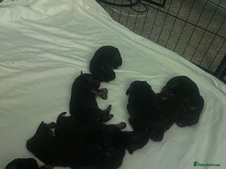 German Shepherd dogs German shepherd puppies Amber blood line - Advert 1