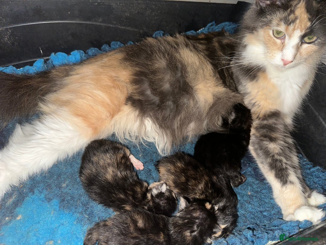 Maine Coon cats for sale: Tica Registered  Maine Coons  - Advert 6