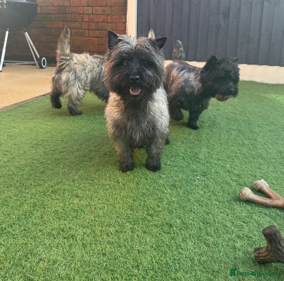 Cairn Terrier dogs for sale: KC reg Female pup off health tested parents  - Advert 19