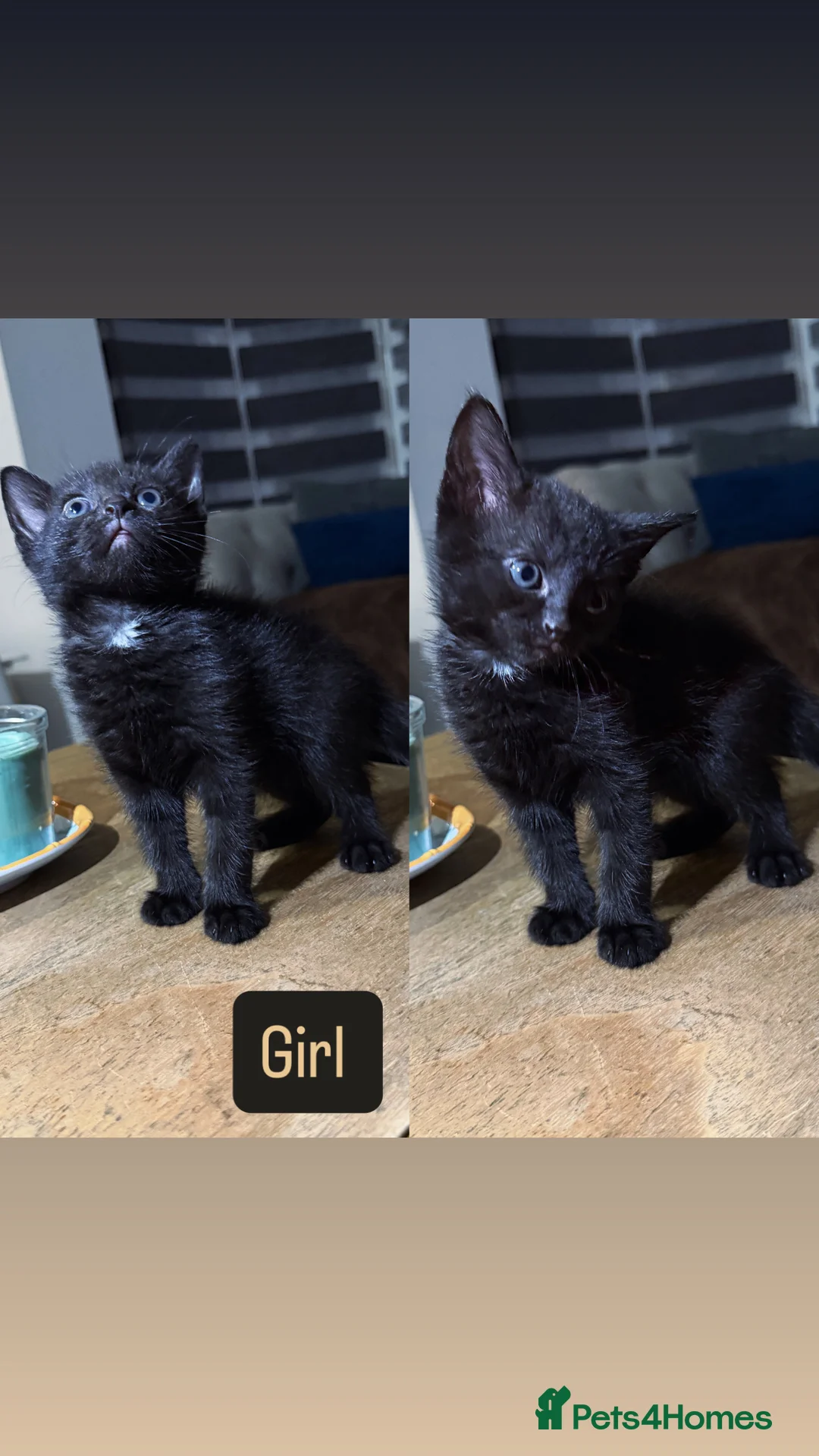 Mixed Breed cats for sale: Kittens - Advert 5