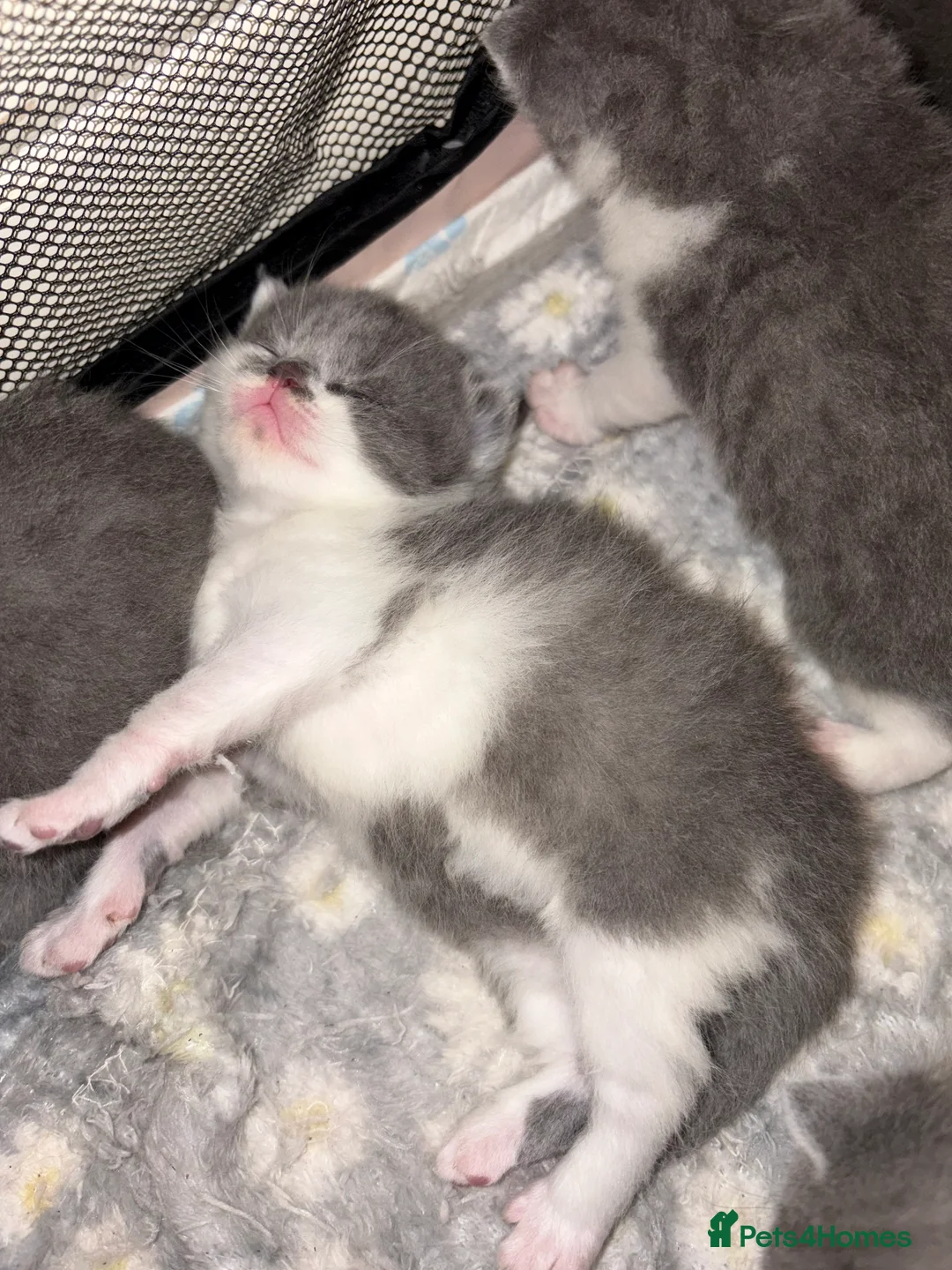 British Shorthair cats for sale: British Shorthair Boys - Advert 14