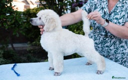 Standard Poodle dogs for sale: It has to be ALL WHITE Standard Poodle Puppies - Image 2