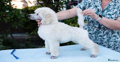 Standard Poodle dogs - Advert 5