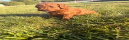 Miniature Poodle dogs for sale:  🐾 KC Registered Miniature Poodles-Red&Apricot 🐾 - Advert 28