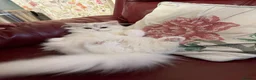 Persian cats for sale: Persian Chinchilla  - Advert 8