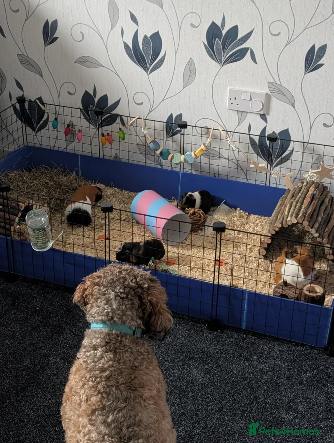 Guinea Pig rodents for sale: 2x female guinea pigs - Advert 8