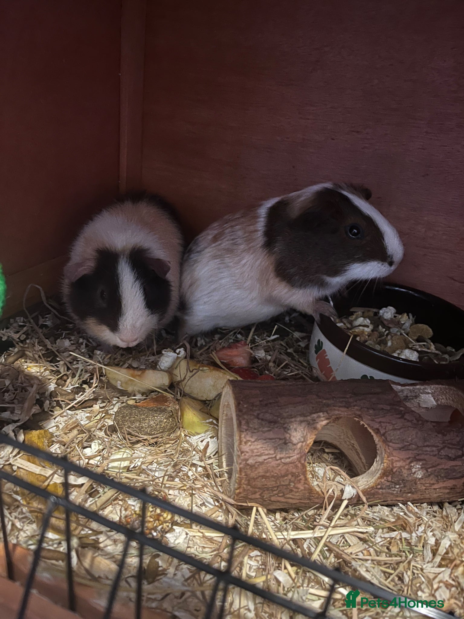 Guinea Pig rodents 4 boy guinea pigs - Advert 1