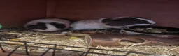 Guinea Pig rodents for sale: 4 boy guinea pigs in Pershore - Advert 1