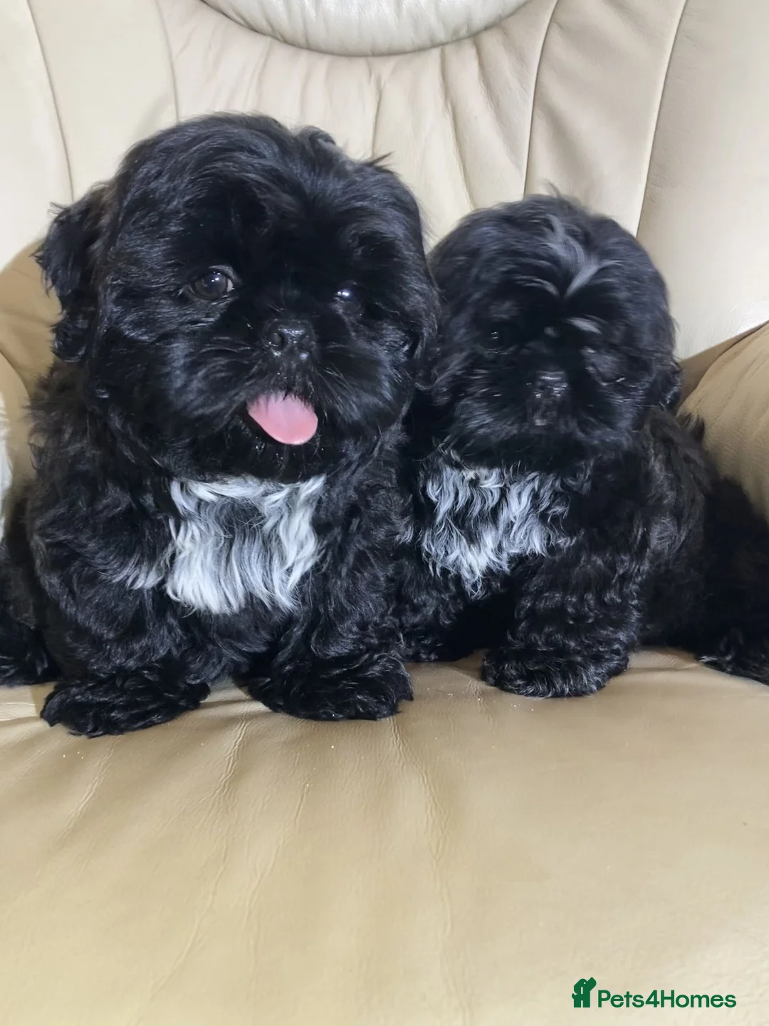 Shih Tzu dogs for sale: Outstanding Shih Tzu Puppies in Boston - Advert 6