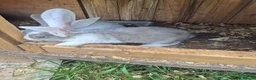 Mixed Breed rabbits for sale: Continetal  giant - Advert 3