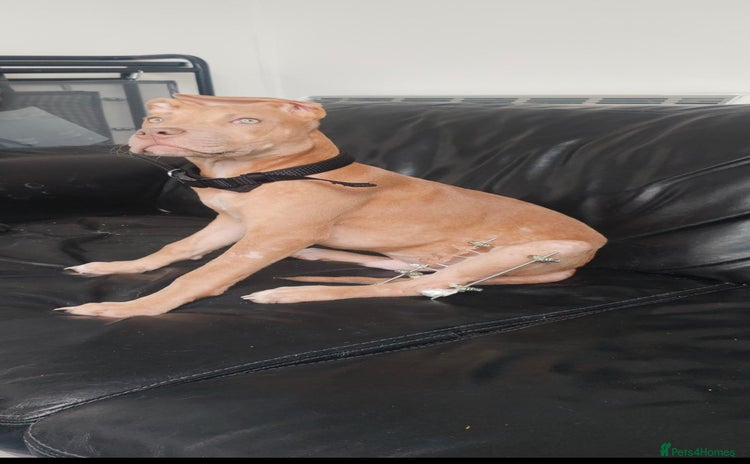 Mixed Breed dogs - Advert 1