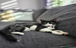 Mixed Breed cats for sale: Female kitten 🐈 - Image 9