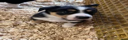 Mixed Breed dogs for sale: Beautiful tri colour border collie pups in Builth Wells - Advert 7