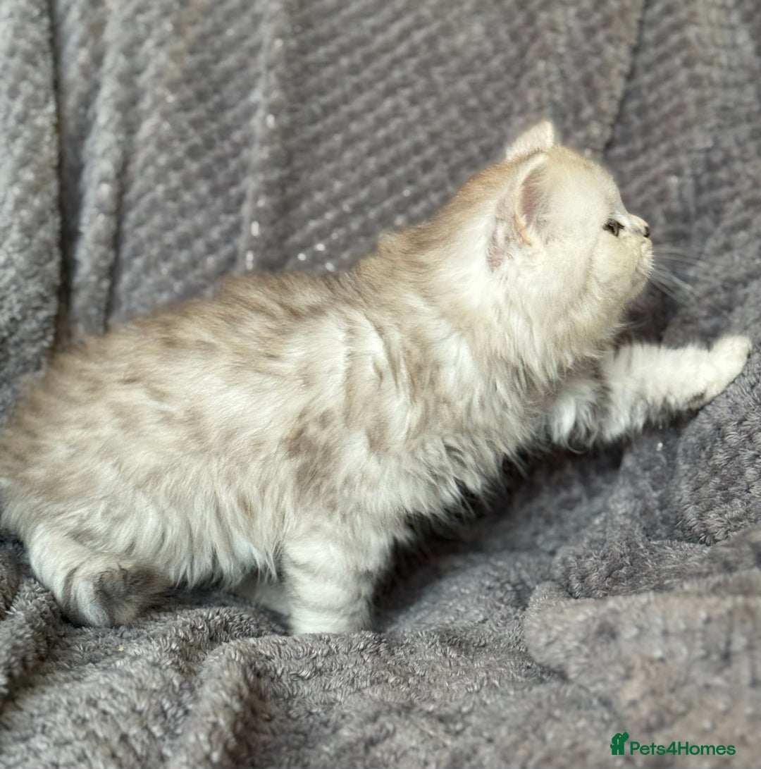 British Longhair cats for sale: Stunning fluffy Maine coon x british longhair  - Image 6
