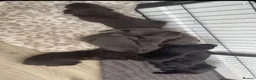 Cane Corso dogs for sale: Beautiful pure cane corso pups  - Advert 13