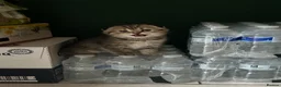 Scottish Fold cats for sale: Only 2 left!! Beautiful Scottish Fold Kittens  - Advert 24