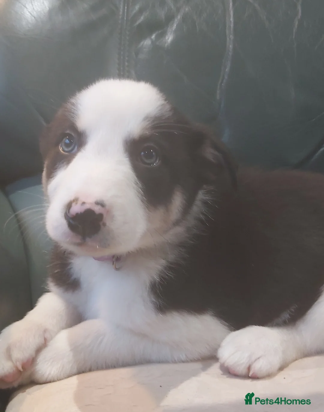 Border Collie dogs for sale: Beautiful Tri Coloured Border Collie Puppies - Advert 11