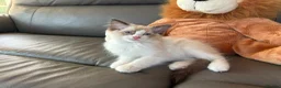 Ragdoll cats for sale: GCCF Ragdoll Kittens in Chichester - Advert 8