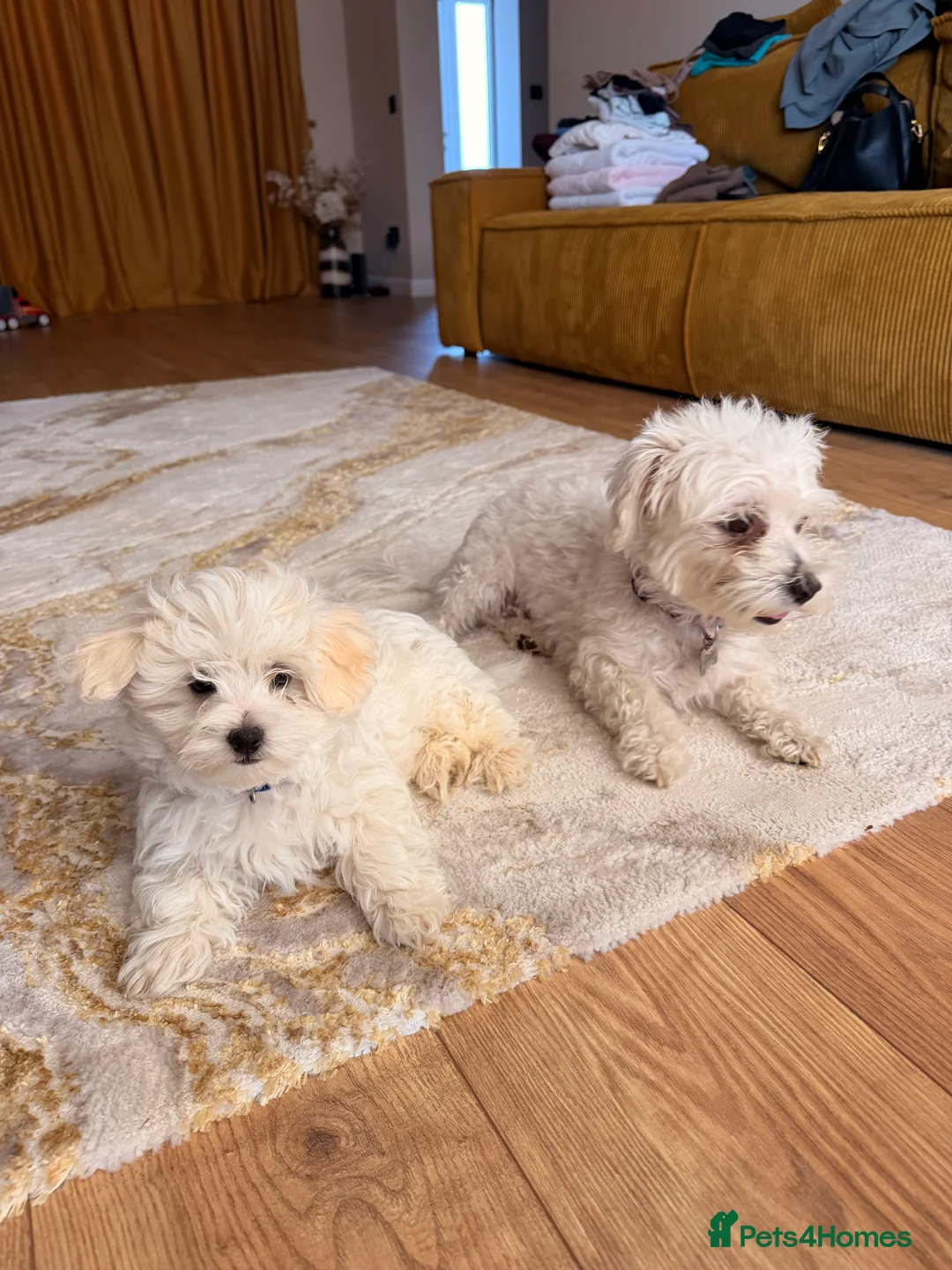 Maltese dogs for sale: Maltese puppy for sale in March - Advert 2