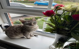 Bengal cats for sale: Beautiful Bengal kitten - Image 2