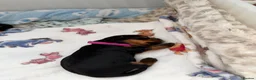 Yorkshire Terrier dogs for sale: Yorkshire terrier puppy’s available  - Advert 5