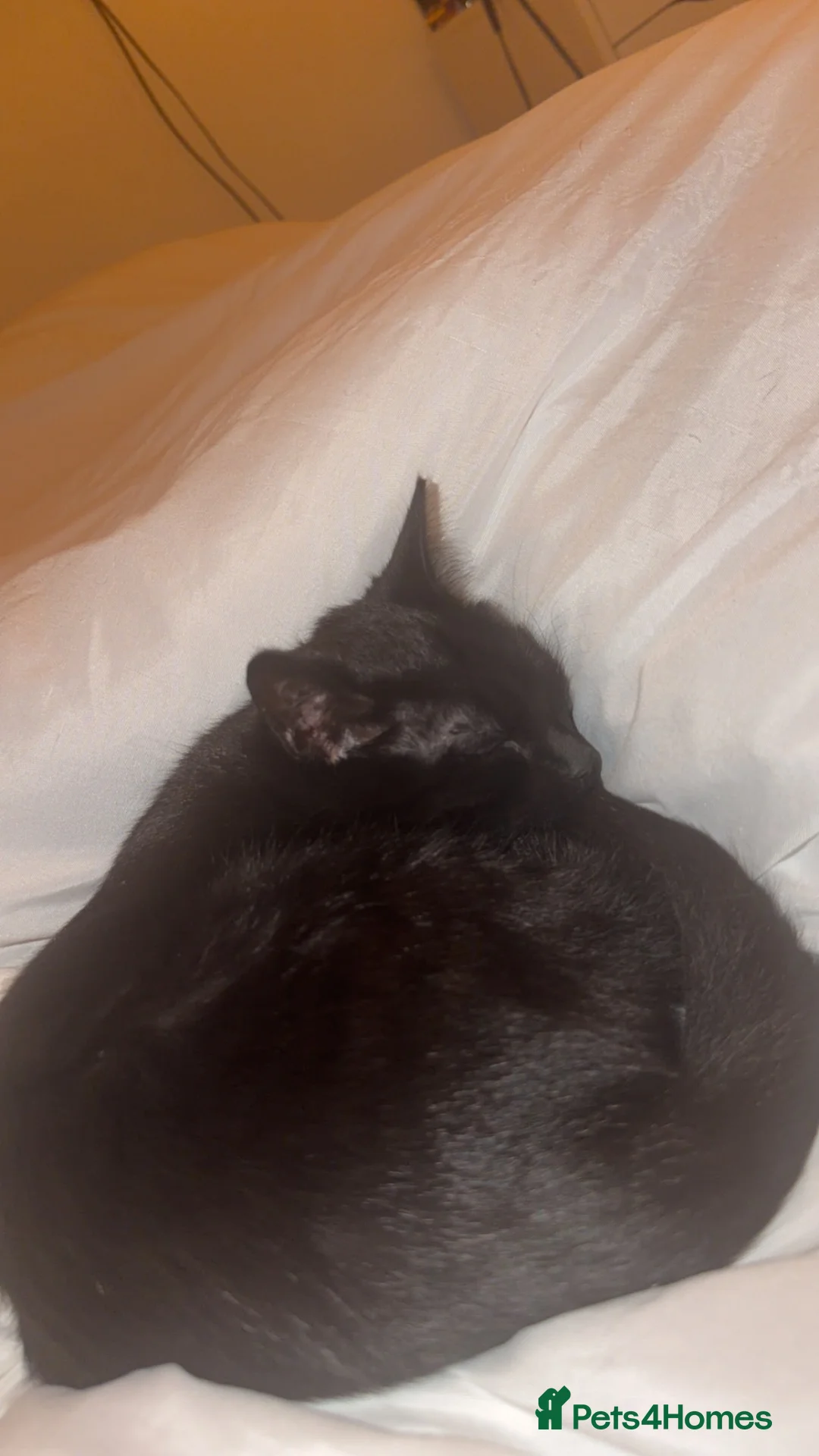Mixed Breed cats for sale: Black kitten for sale  - Advert 1