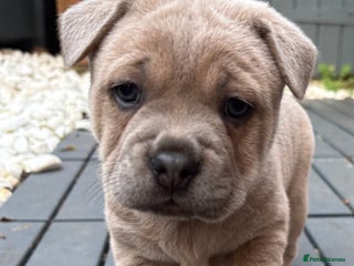 Mixed Breed dogs 🩷 STUNNING FRENCH CHOWS🩵 1 LEFT - Advert 4