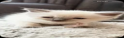 Ragdoll cats for sale: *** 3 Male 1 Female Blue Point Ragdoll Kittens *** - Advert 32