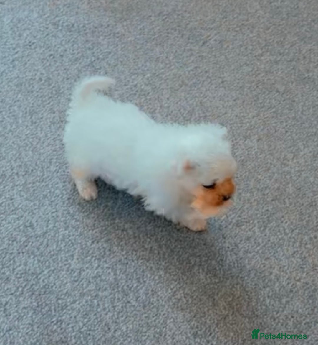 Bichon Frise dogs for sale: Pedigree bichon frise    - Image 10