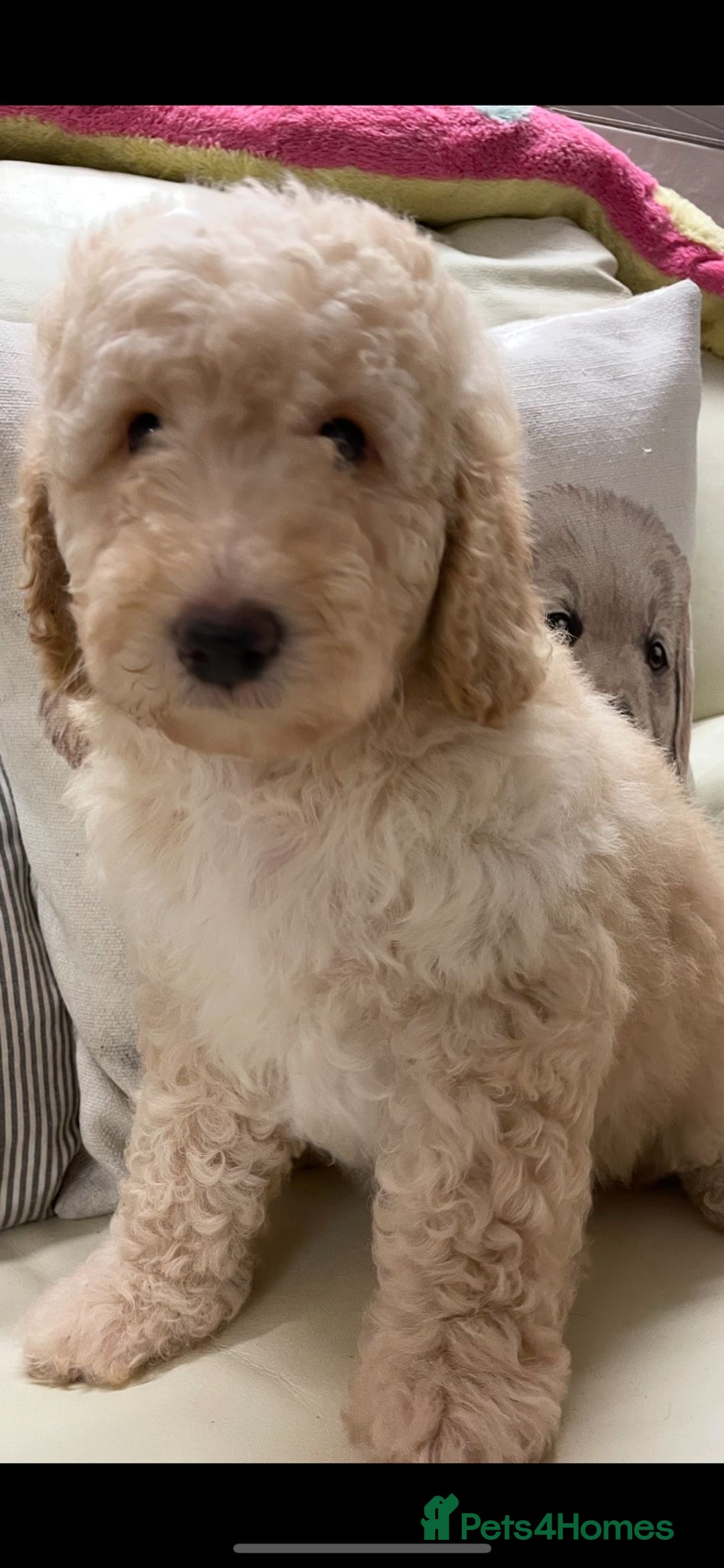 Cockapoo dogs for sale: Stunning Double Doodles  - Advert 4