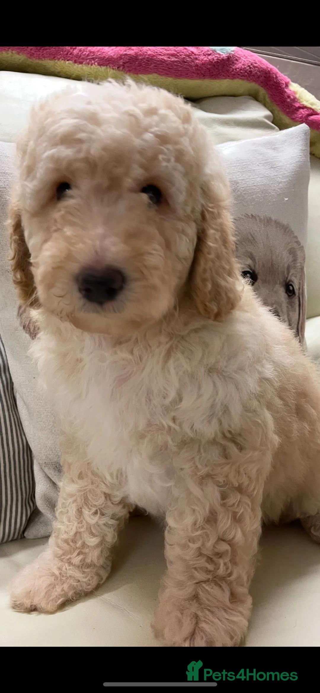 Cockapoo dogs for sale: Stunning Double Doodles  - Advert 4