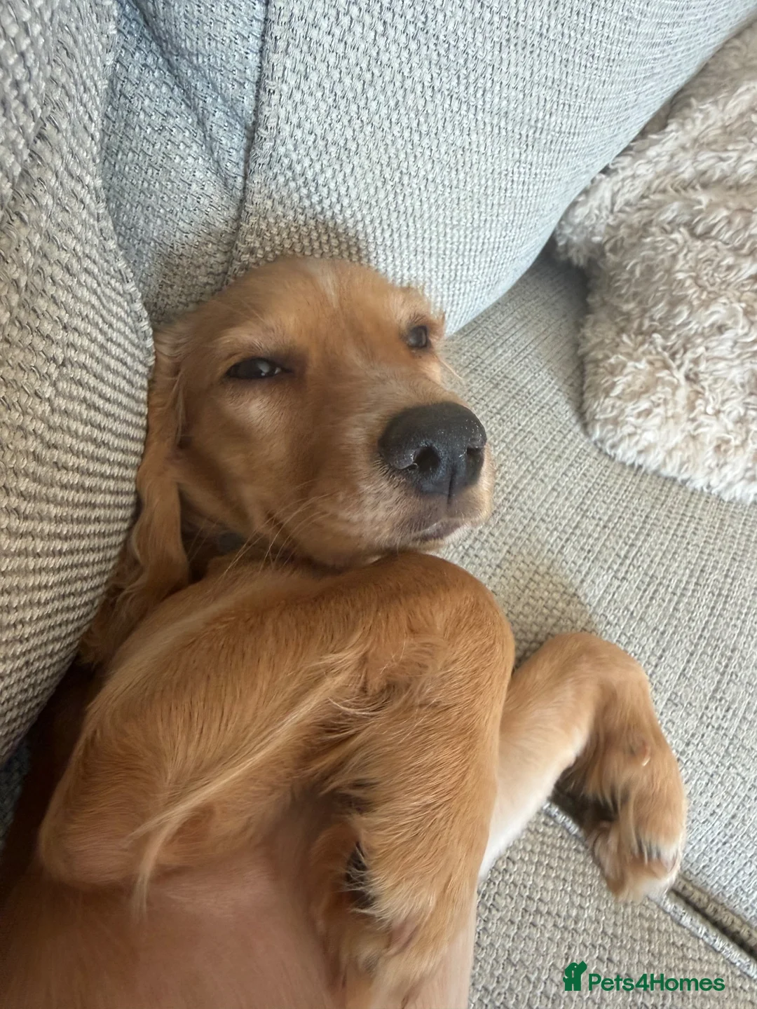 Sprocker dogs for sale: Beautiful Sprocker girl - Advert 2