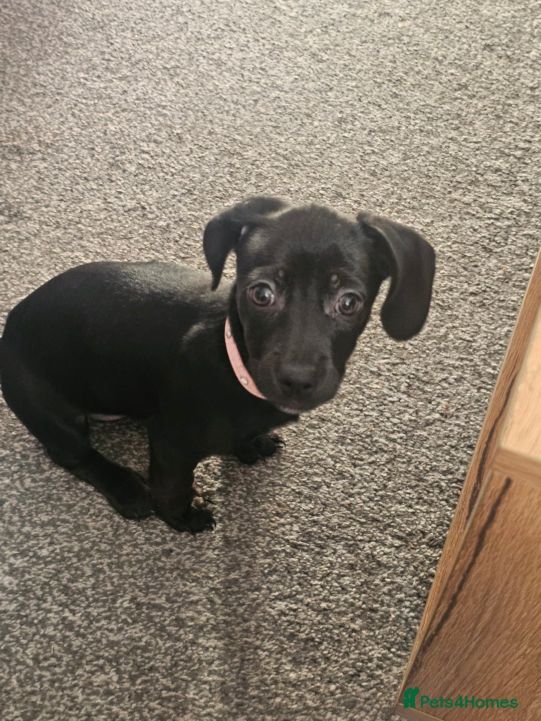 Chiweenie dogs for sale: Poppie the chiwee - Advert 3