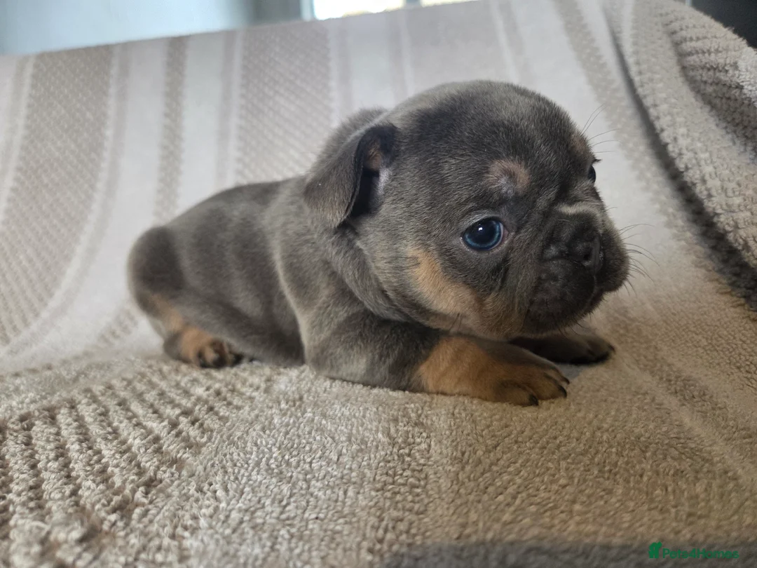 French Bulldog dogs for sale: French bulldog puppies for sale in Harwich - Advert 2