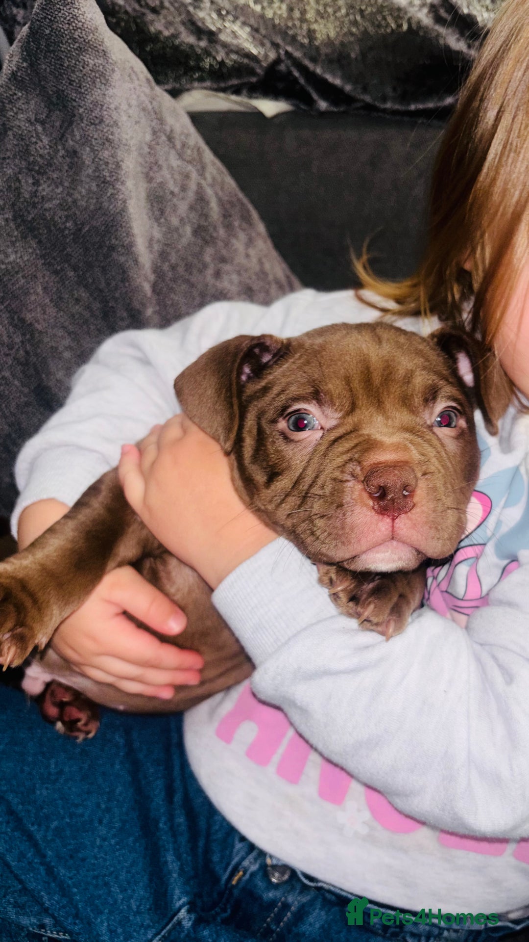 American Bully dogs for sale: Pocket bully pups ready too leave 11th dec - Advert 8