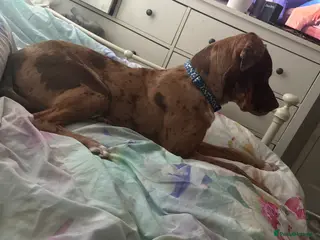 Mixed Breed dogs 7 month old puppy - Advert 8