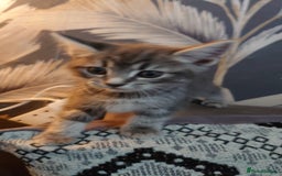 Mixed Breed cats for sale: Beautiful kittens for sale. - Image 4