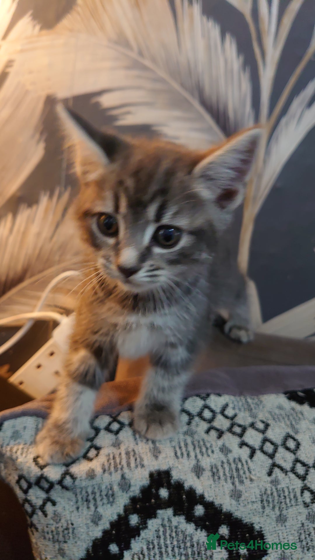 Mixed Breed cats for sale: Beautiful kittens for sale. - Image 4