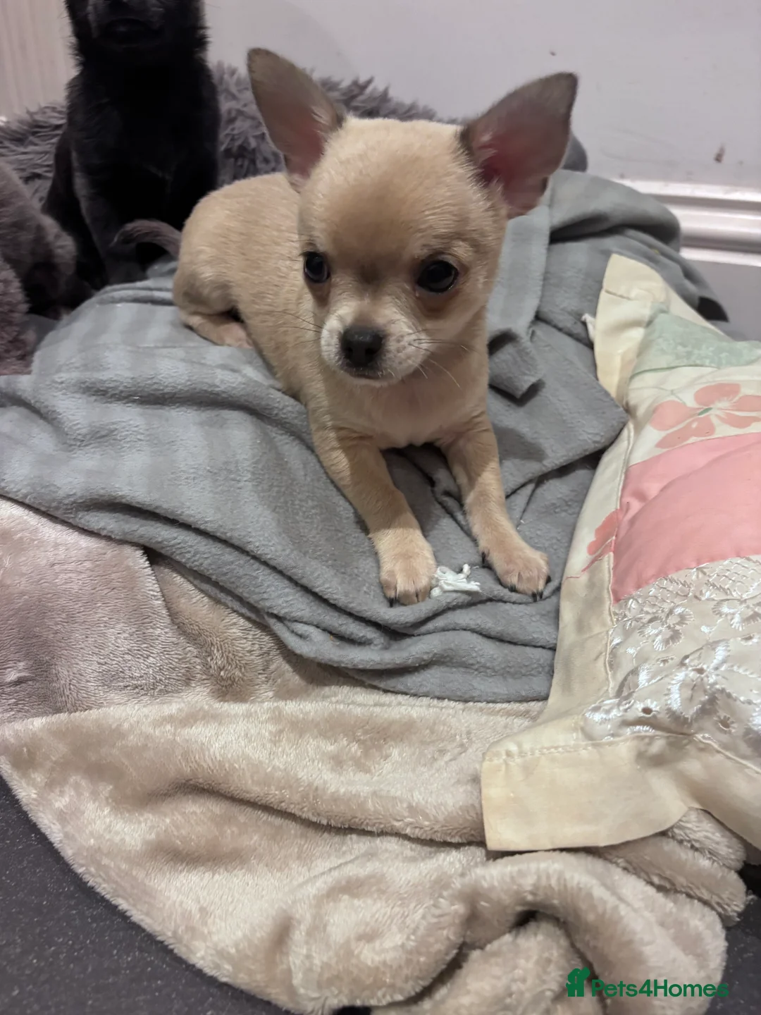 Chihuahua dogs for sale: Last boy KC REG chihuahua Champ/russian READY NOW - Advert 30